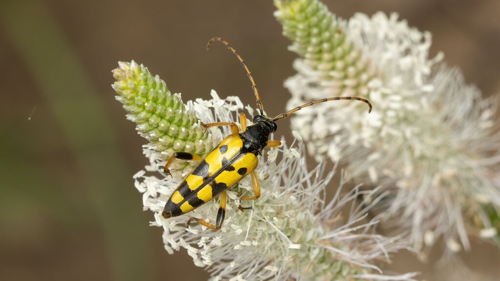 Cerambycidae Rutpela maculata