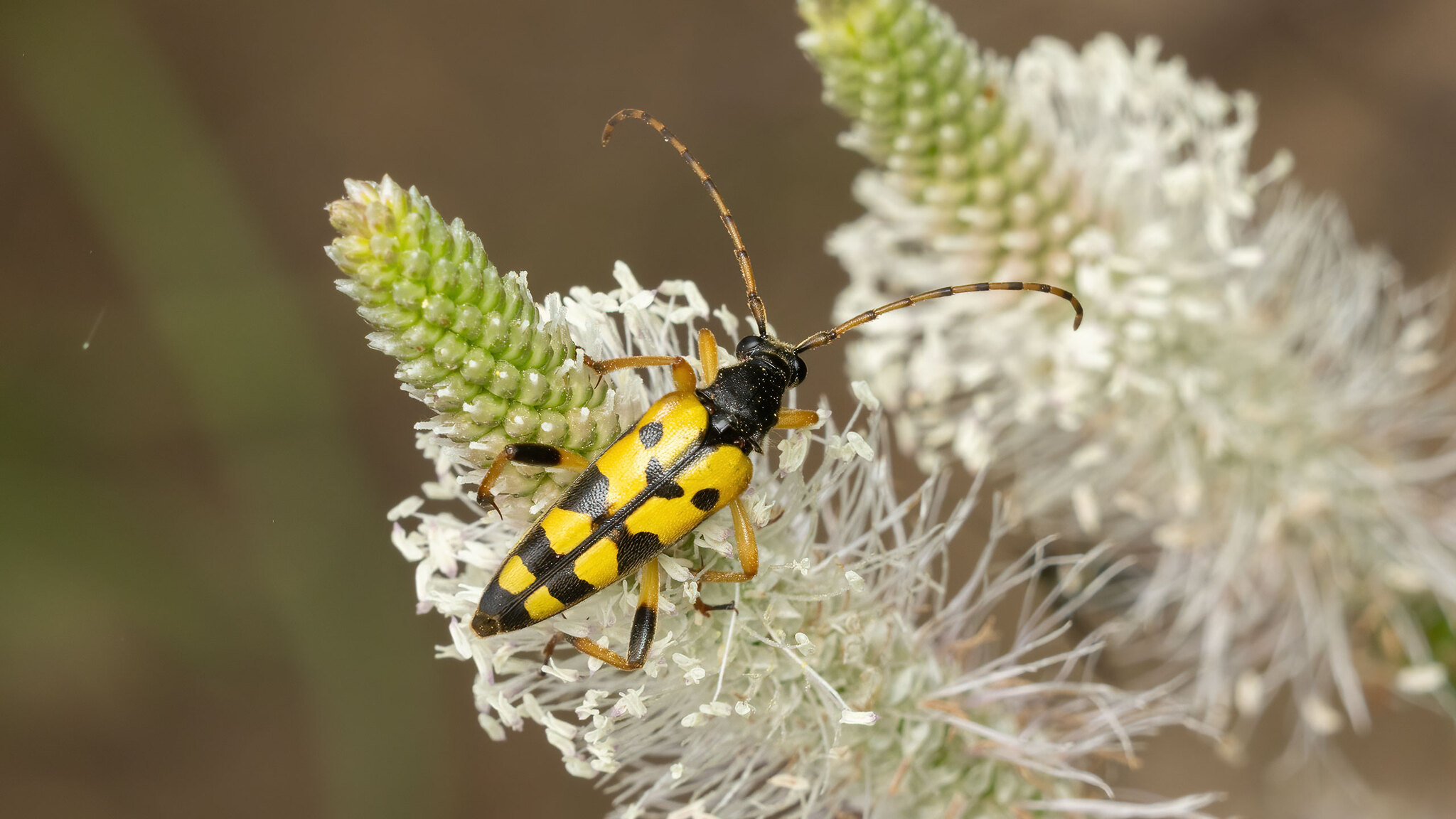 Cerambycidae Rutpela maculata