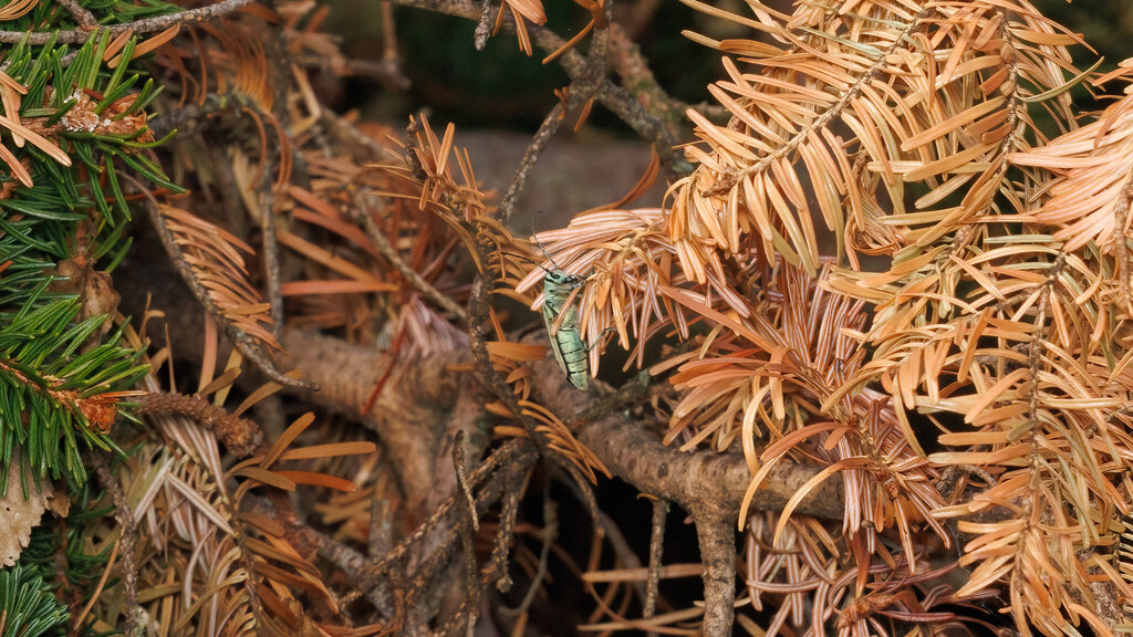 Cerambycidae Saperda