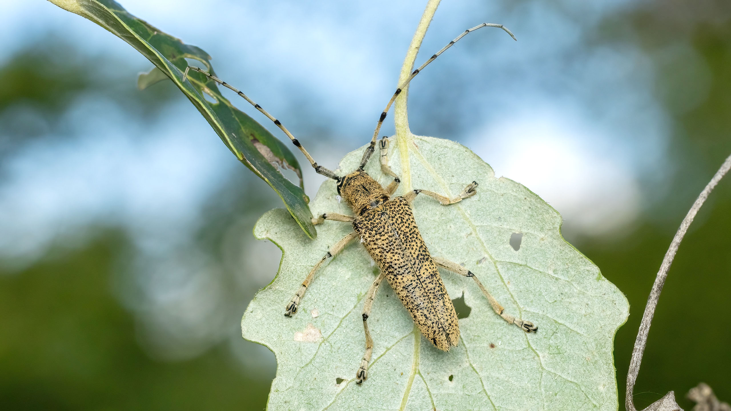 Cerambycidae Saperda carcharias