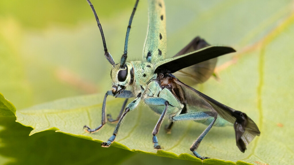 Cerambycidae Saperda octopunctata