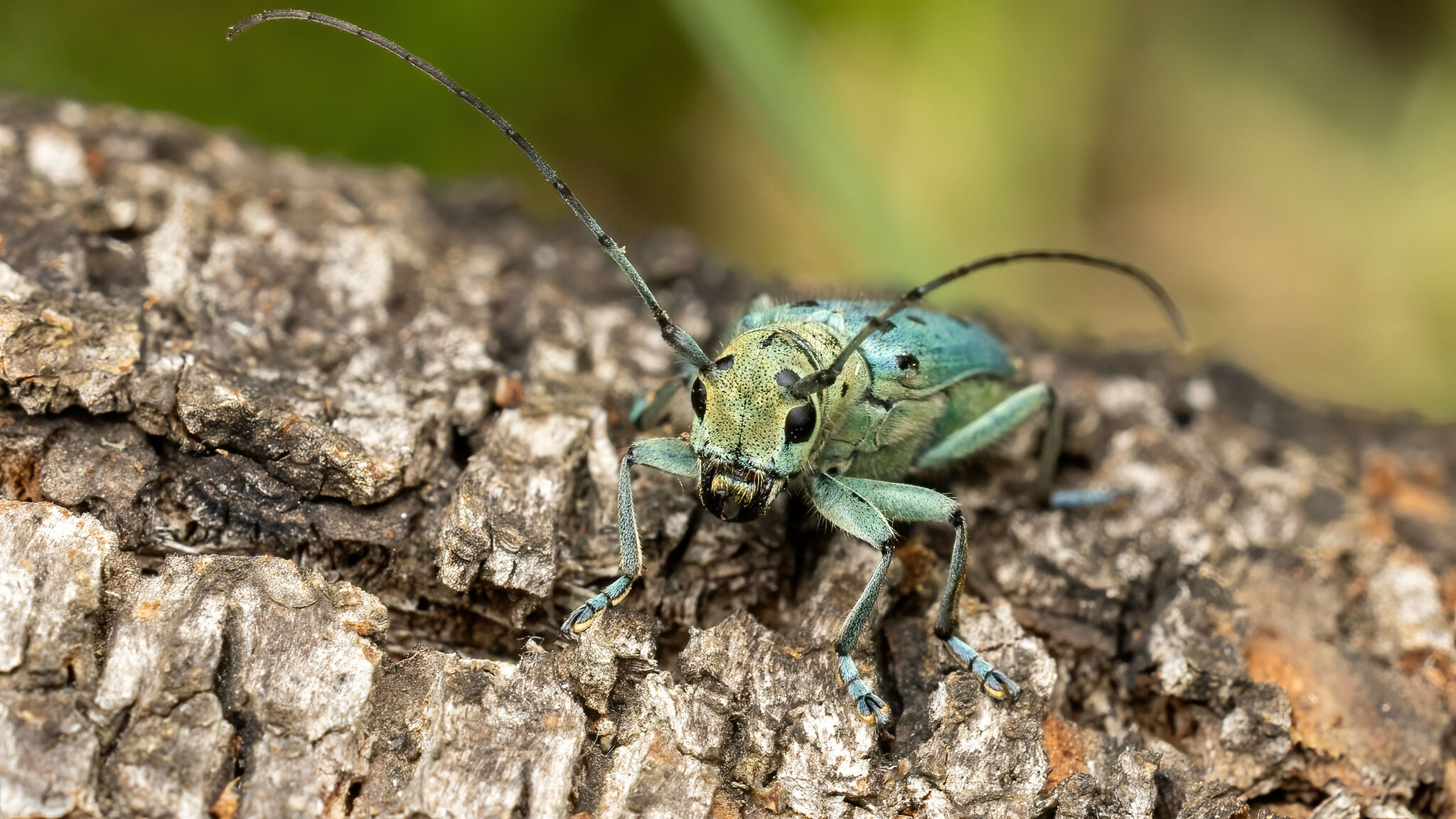 Cerambycidae Saperda octopunctata