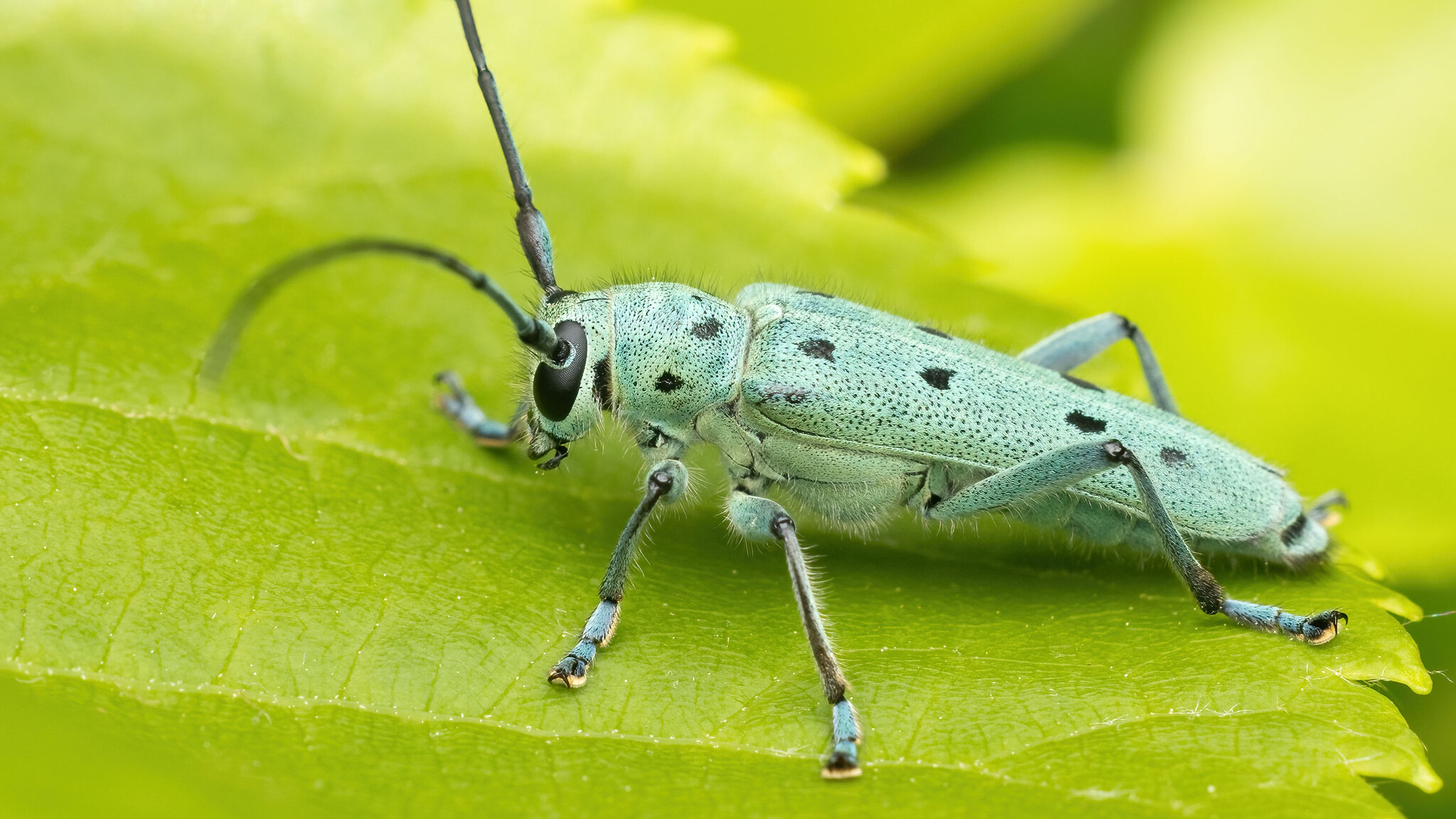 Cerambycidae Saperda octopunctata