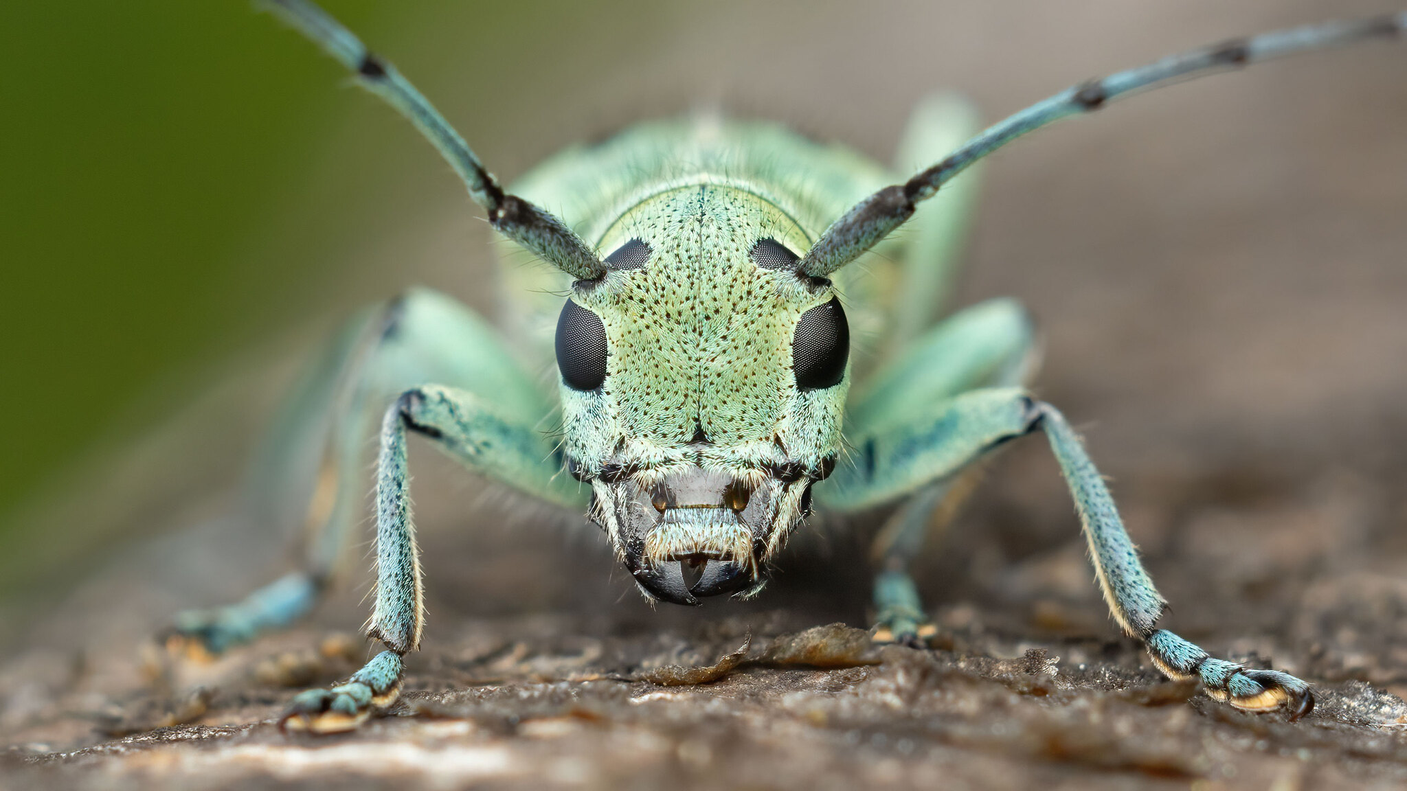 Cerambycidae Saperda octopunctata