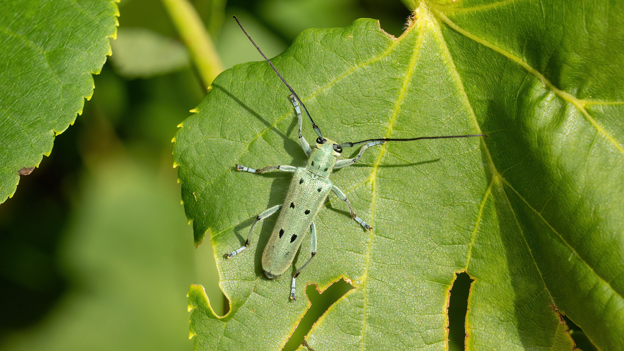 Cerambycidae Saperda octopunctata