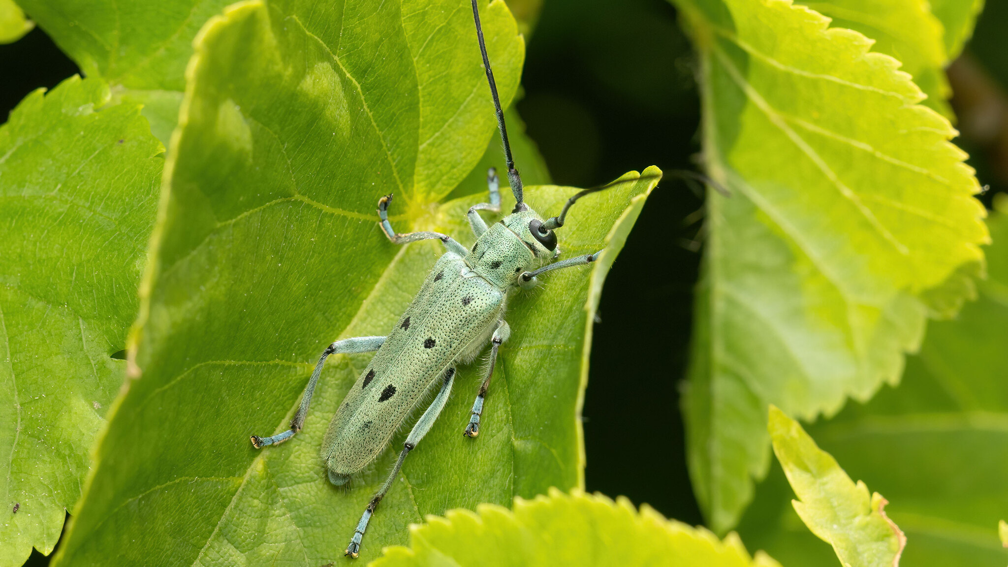 Cerambycidae Saperda octopunctata