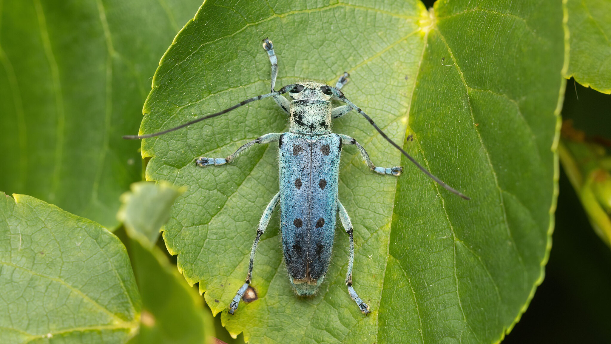 Cerambycidae Saperda octopunctata