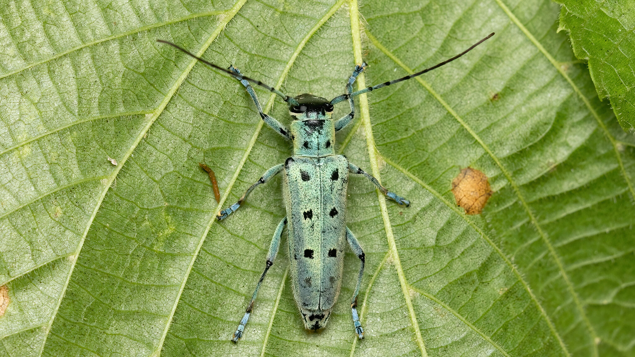 Cerambycidae Saperda octopunctata