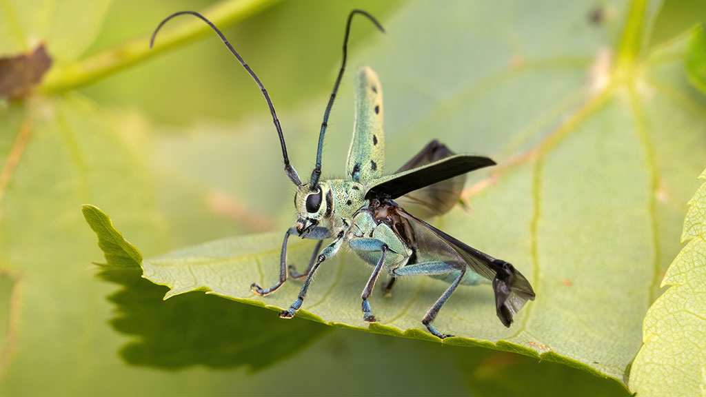 Cerambycidae Saperda octopunctata