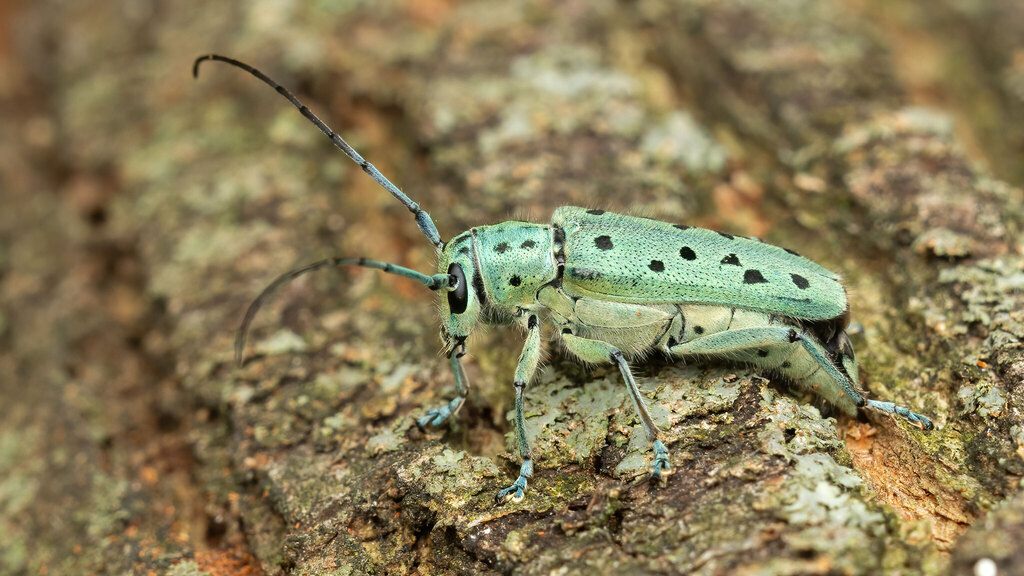 Cerambycidae Saperda punctata