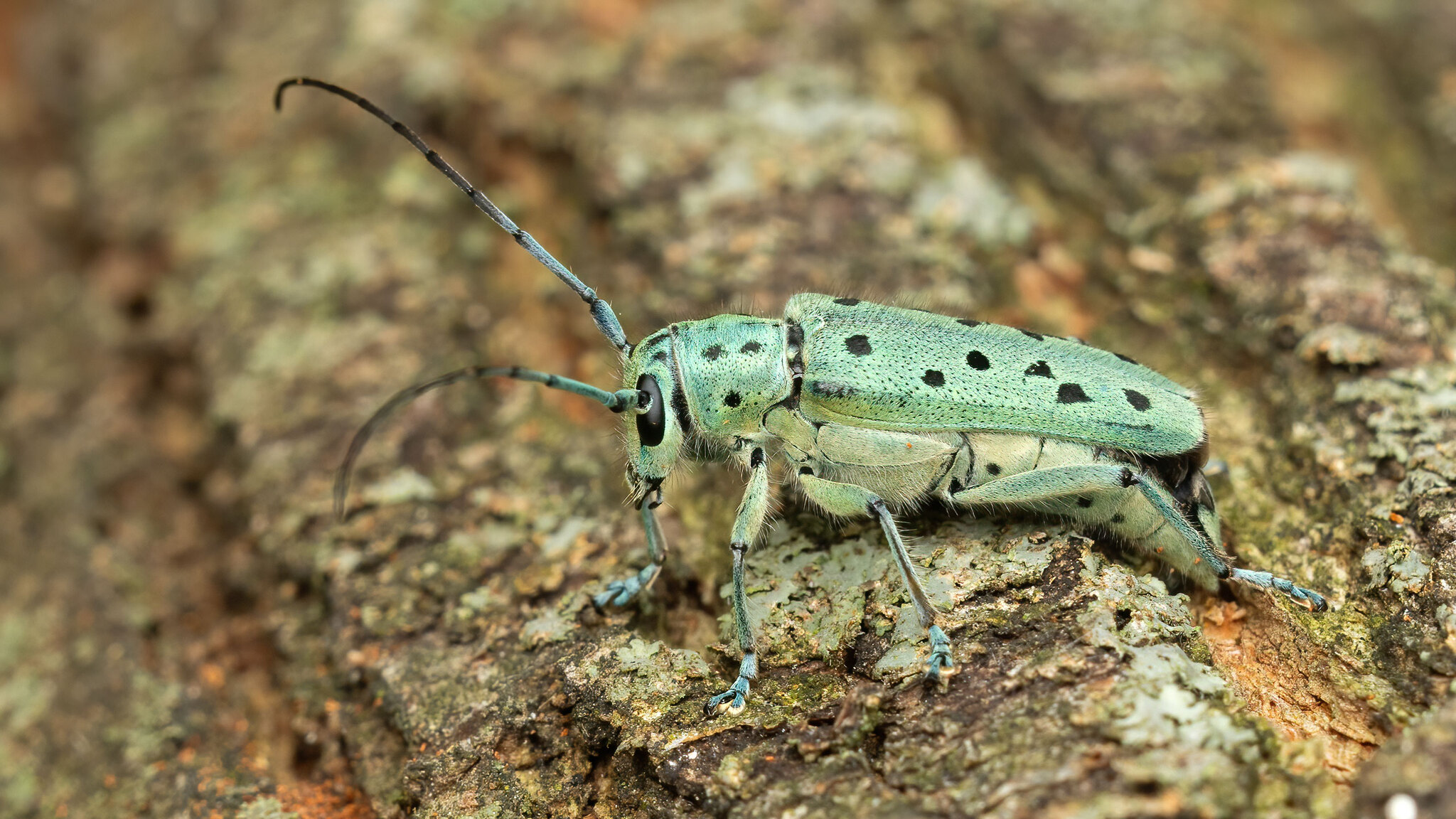Cerambycidae Saperda punctata