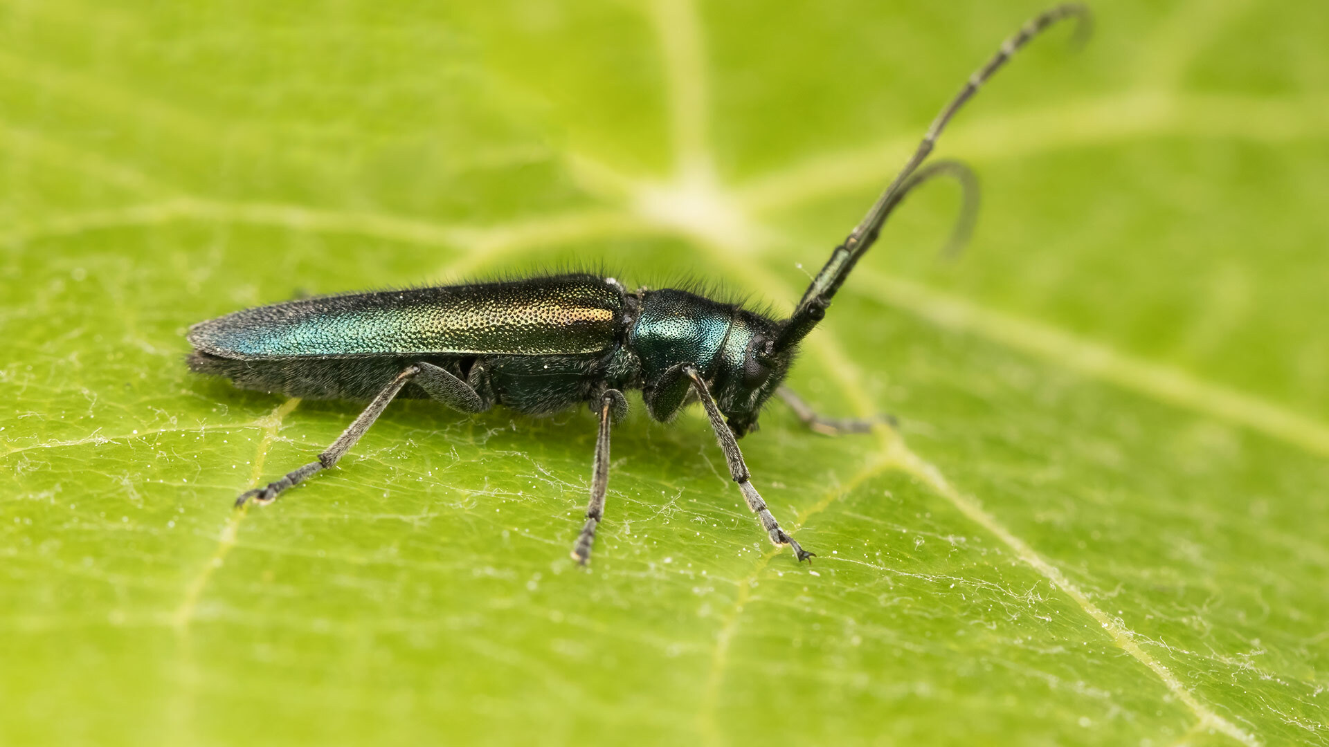 Cerambycidae Smaragdula