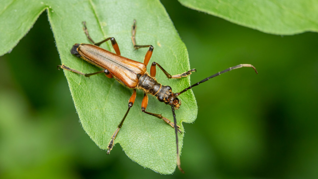 Cerambycidae Stenocorus meridianus