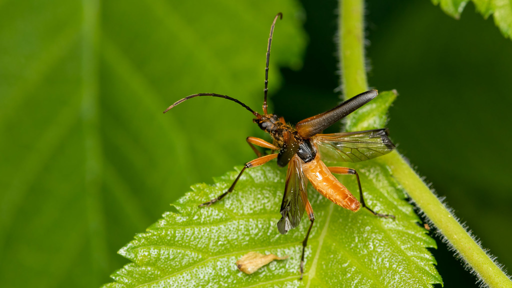 Cerambycidae Stenocorus meridianus