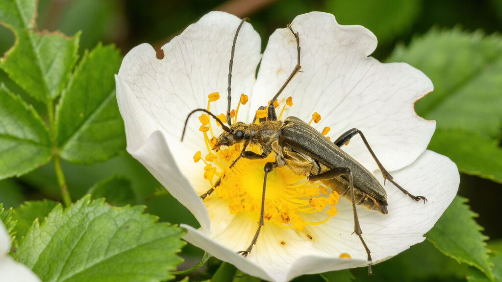 Cerambycidae Stenocorus meridianus