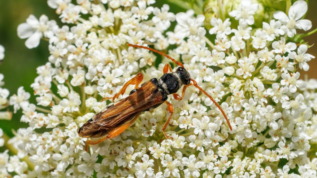 Stenopterus flavicornis