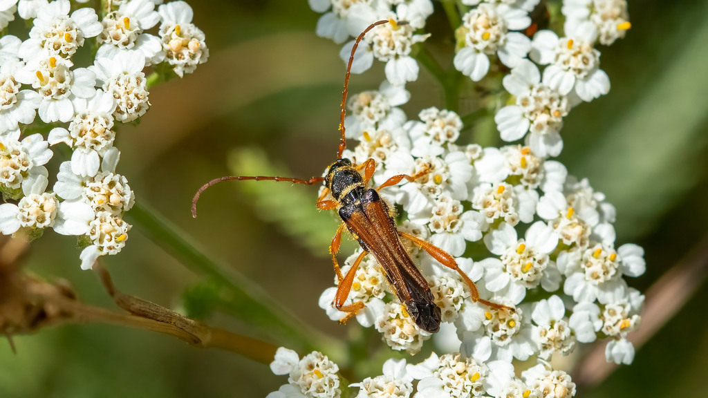 Cerambycidae Stenopterus flavicornis