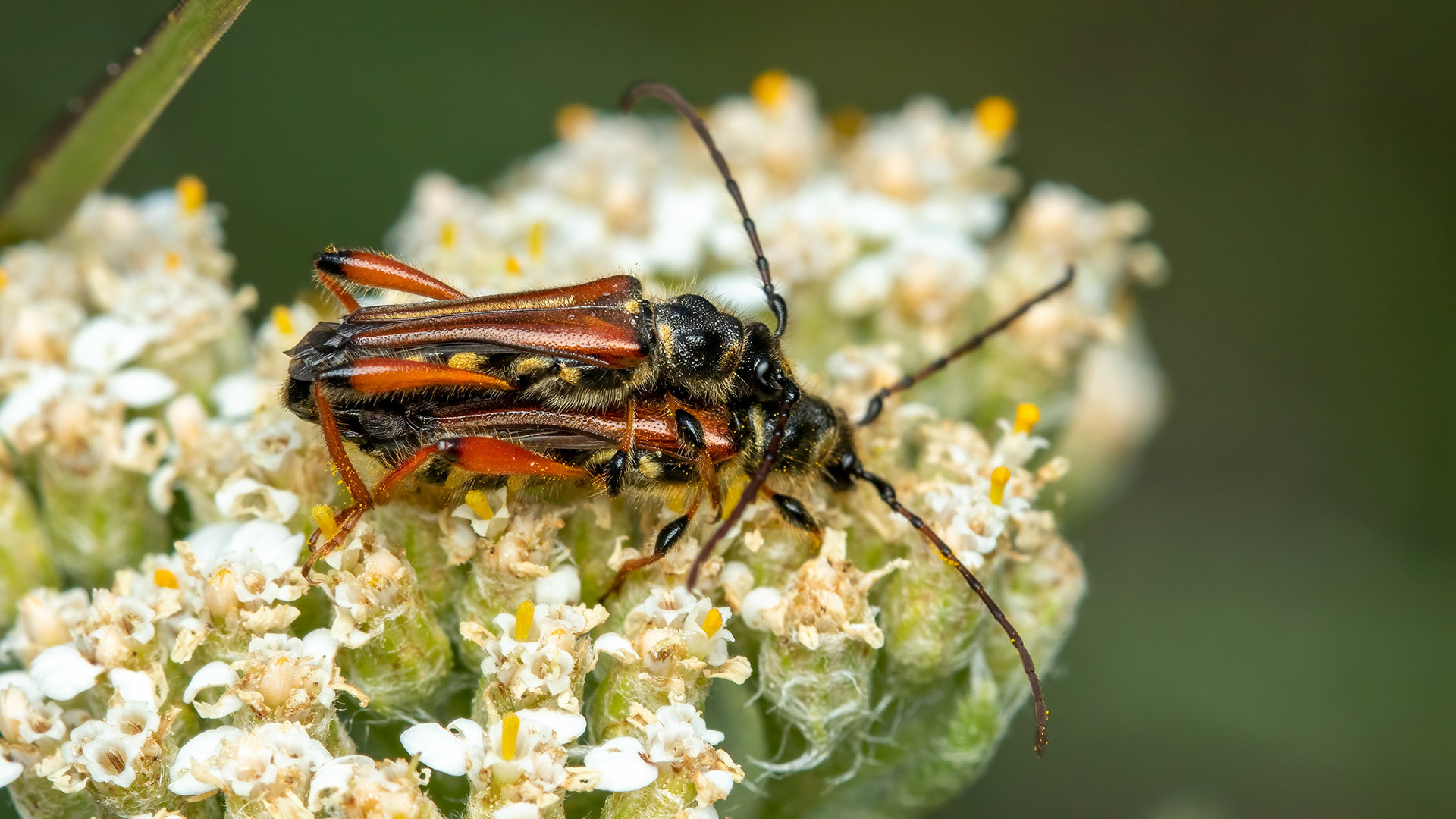 Cerambycidae Stenopterus rufus