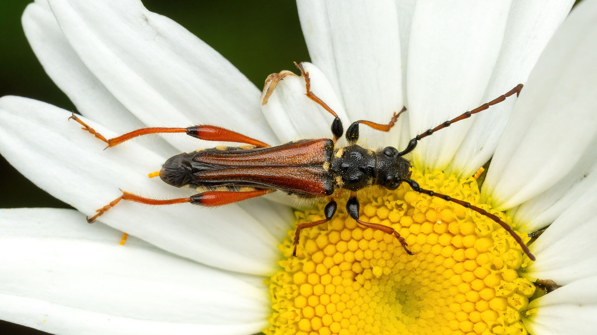 Cerambycidae Stenopterus rufus