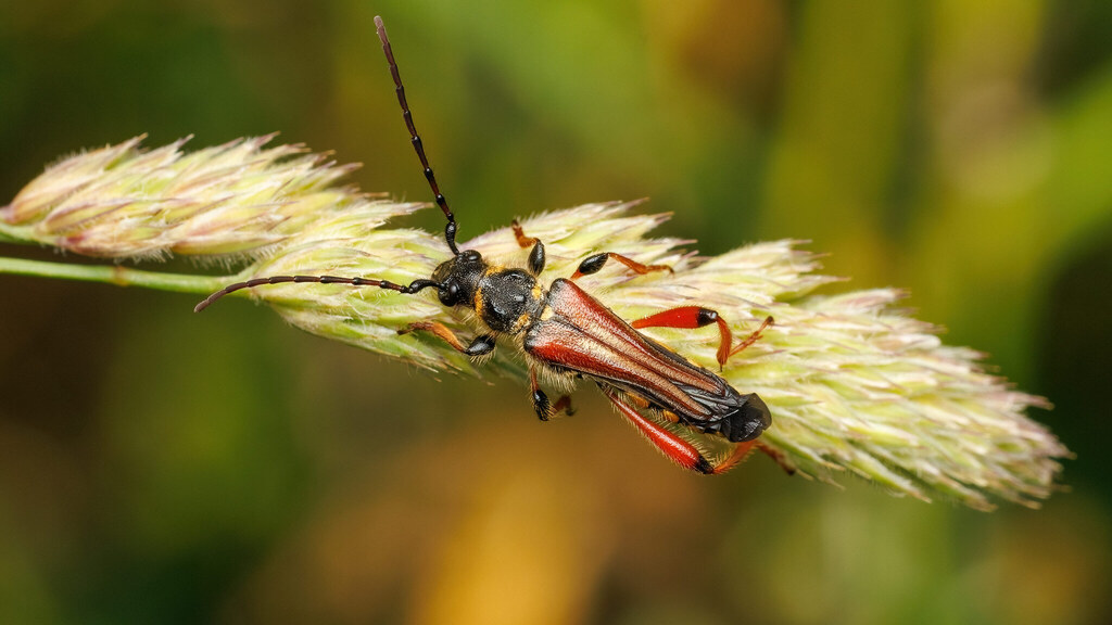 Cerambycidae Stenopterus rufus