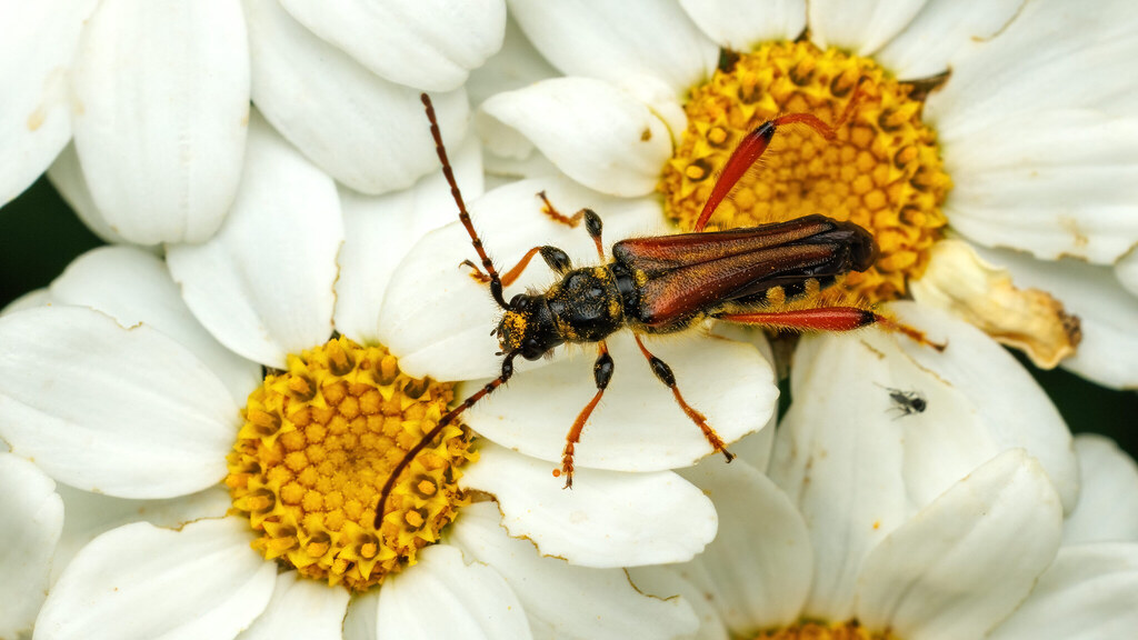 Cerambycidae Stenopterus rufus