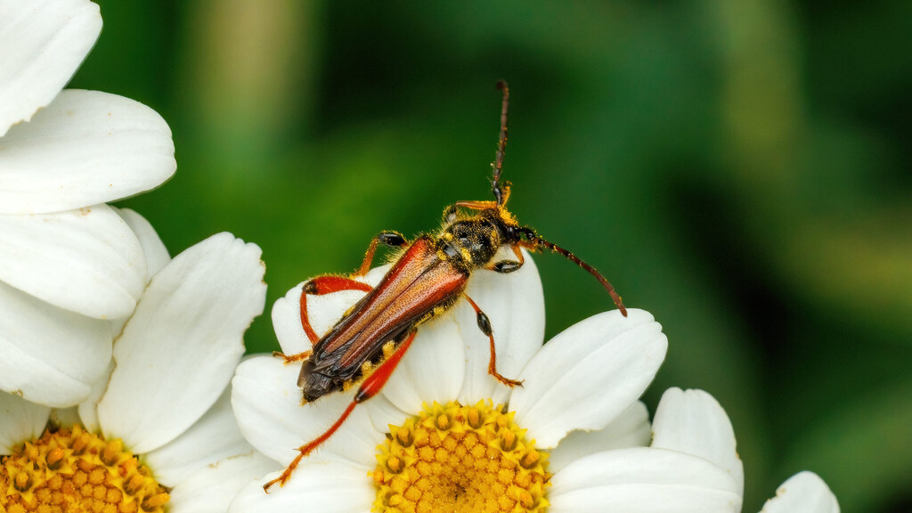 Cerambycidae Stenopterus rufus