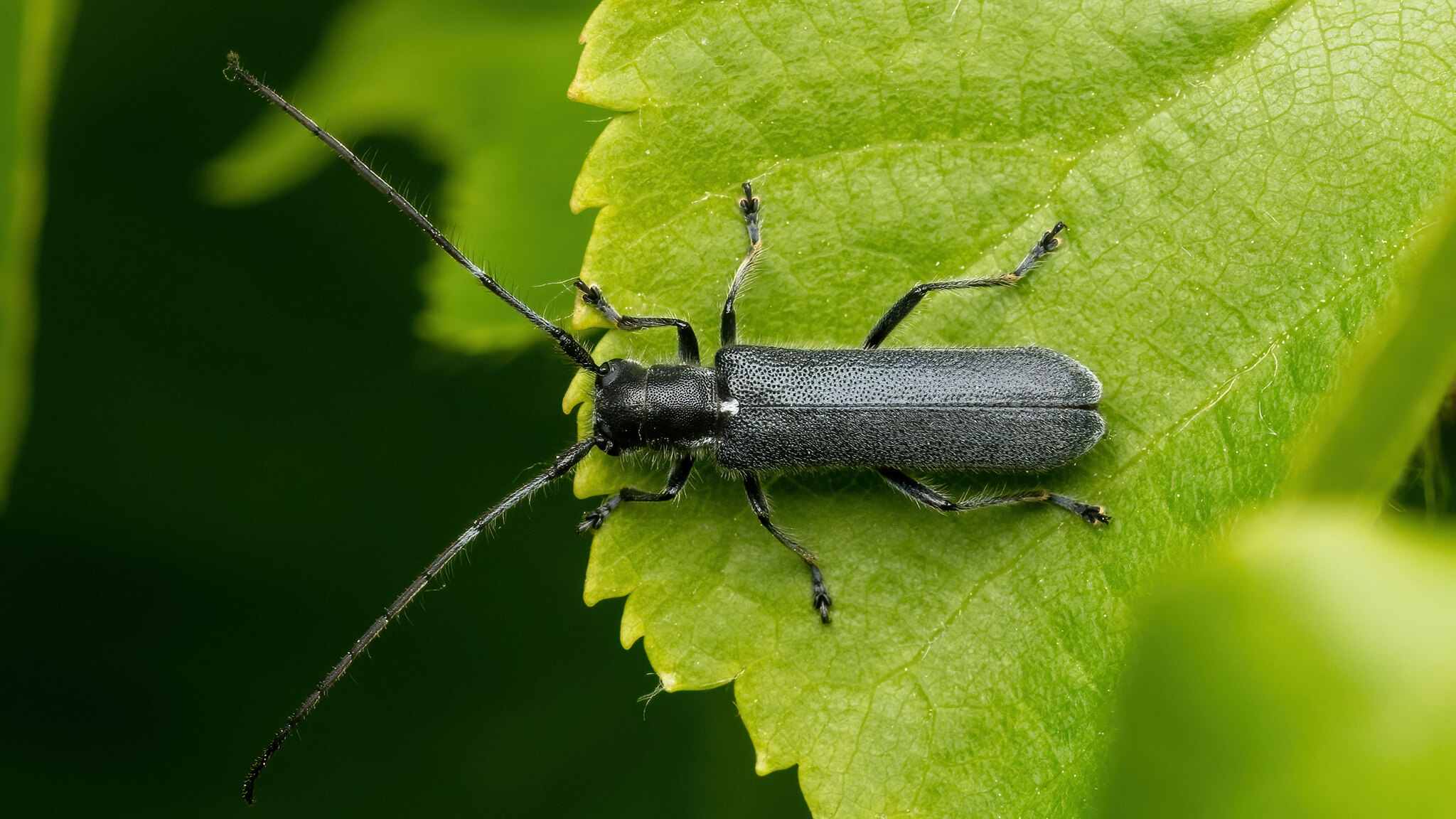 Cerambycidae Stenostola ferrea