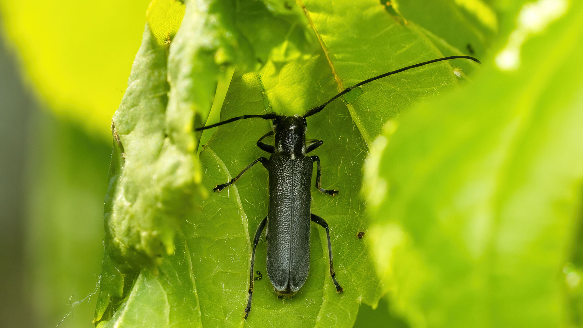 Cerambycidae Stenostola ferrea