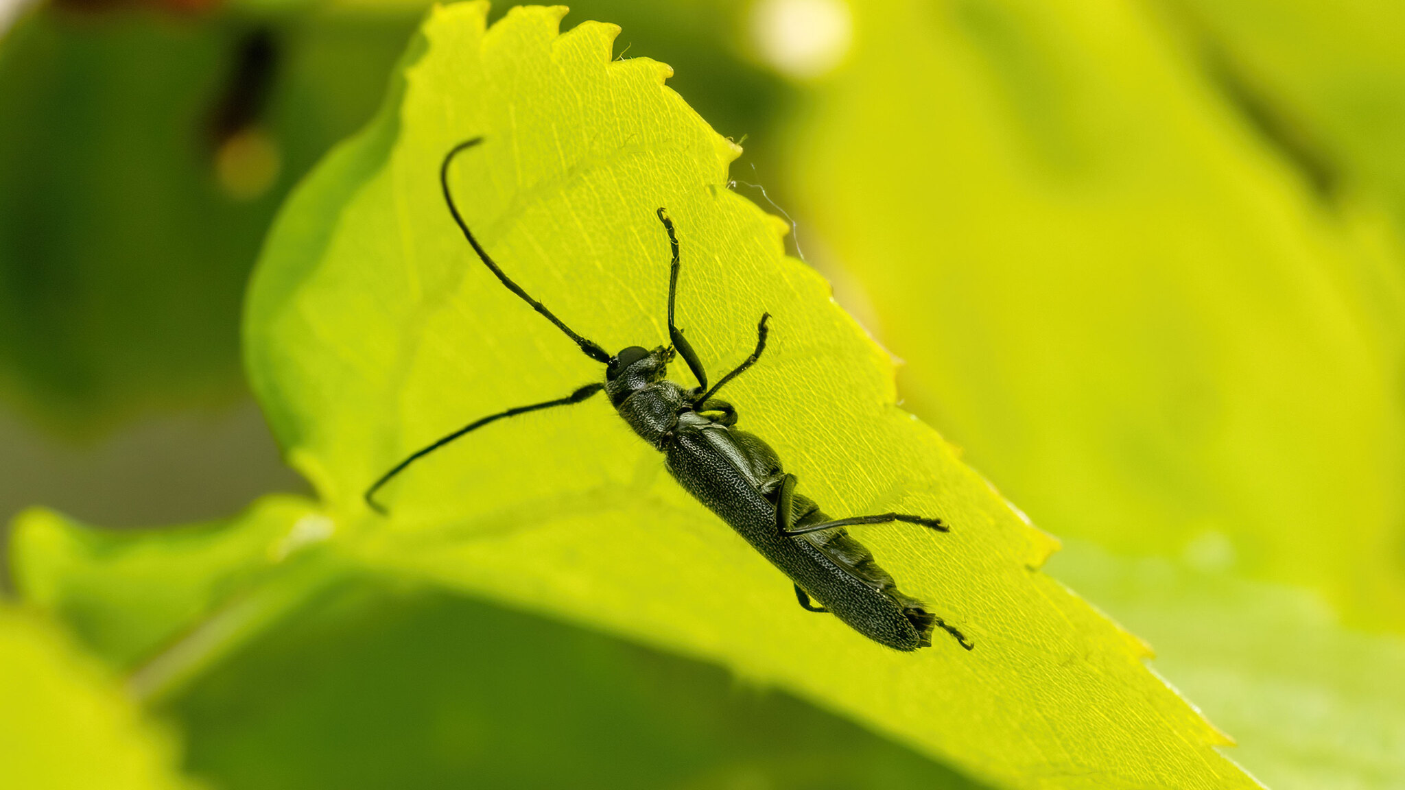 Cerambycidae Stenostola ferrea