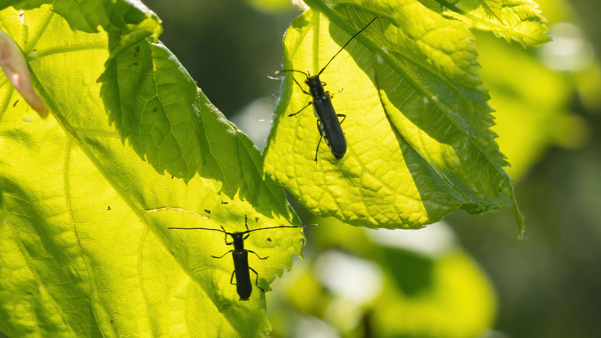 Cerambycidae Stenostola ferrea