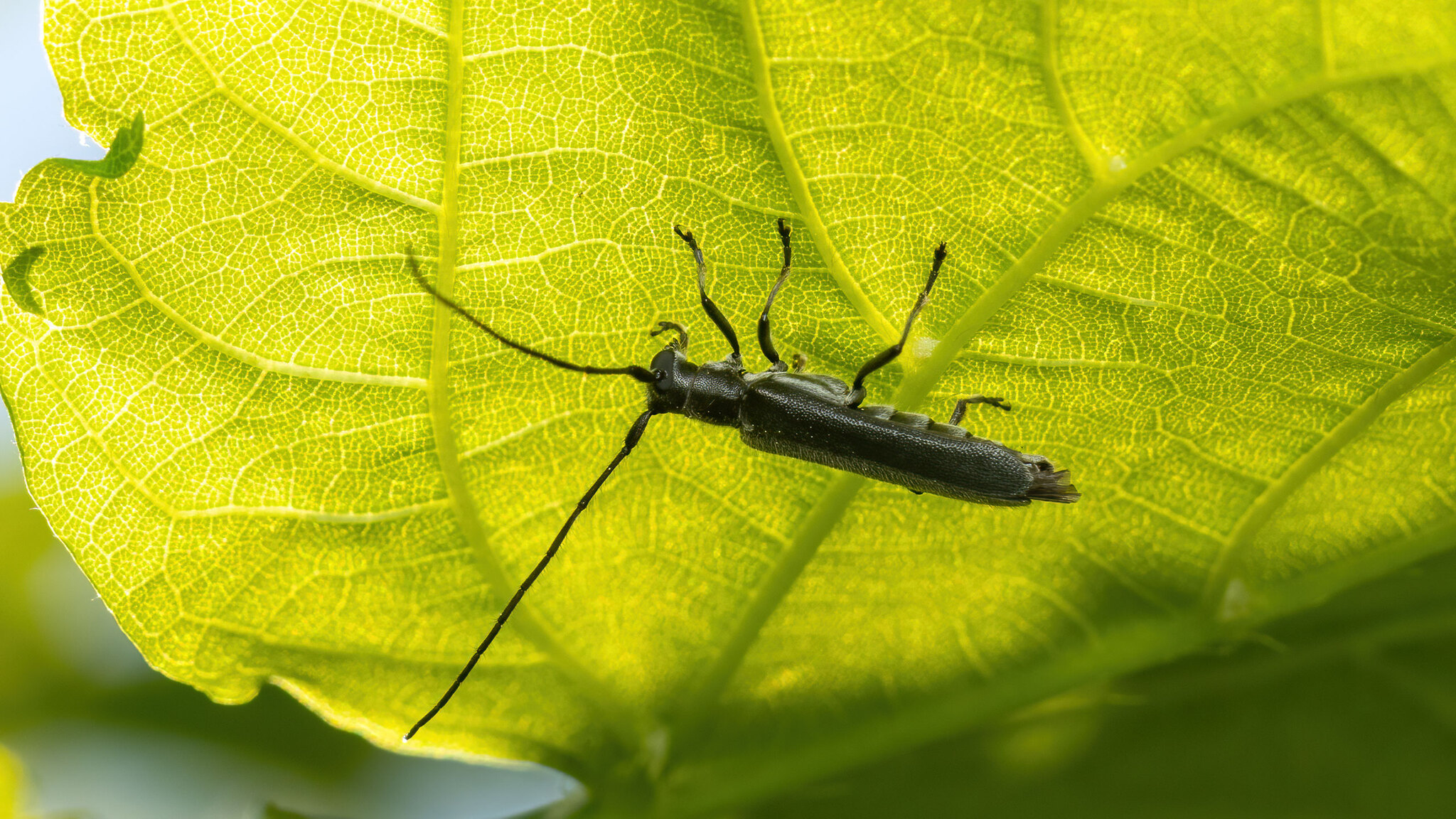 Cerambycidae Stenostola ferrea