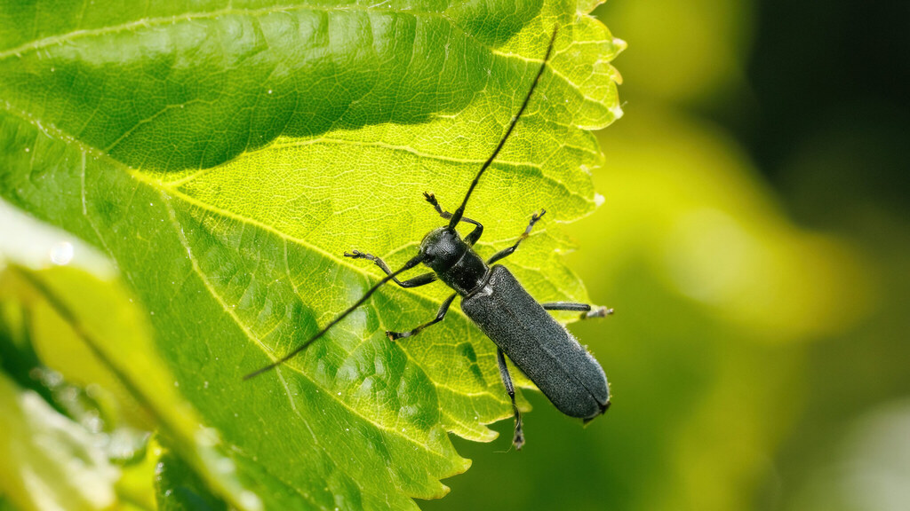 Cerambycidae Stenostola ferrea