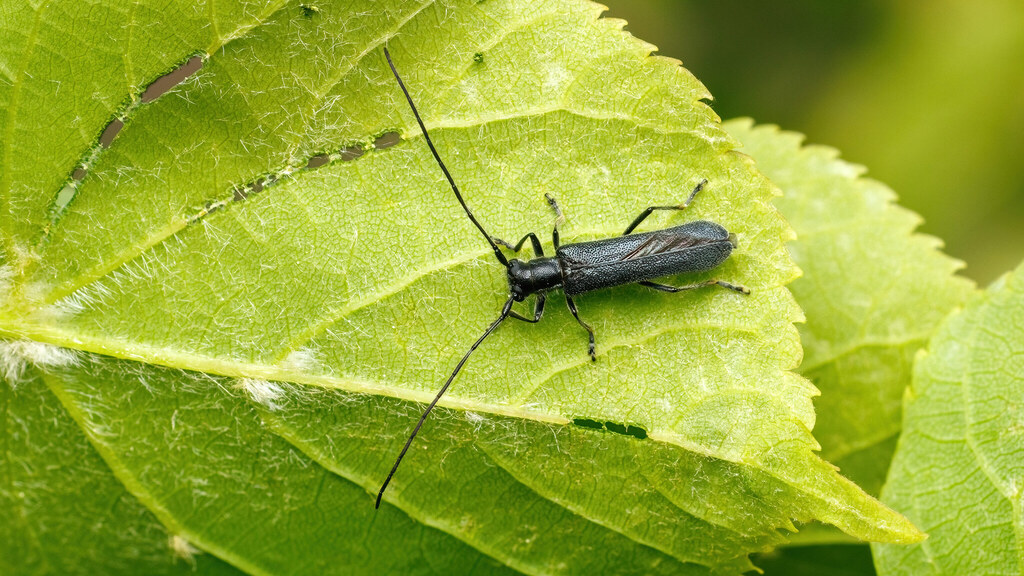 Cerambycidae Stenostola ferrea