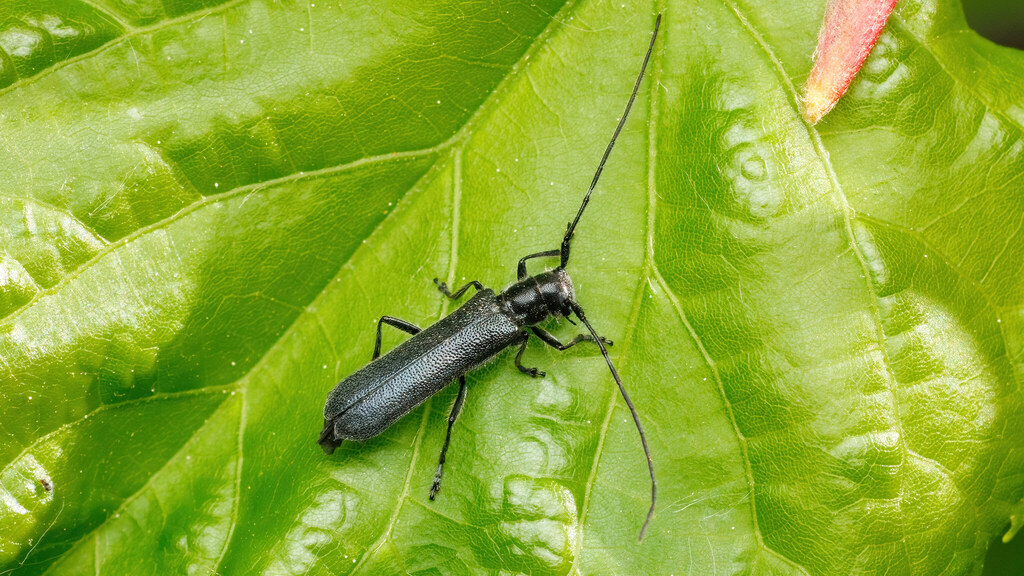 Cerambycidae Stenostola ferrea