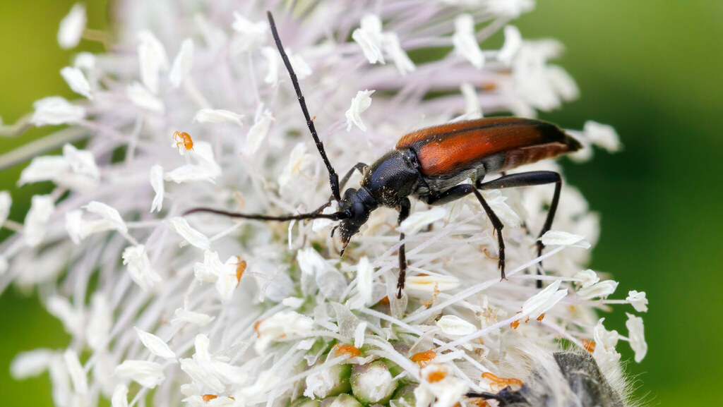 Cerambycidae Stenurella bifasciata