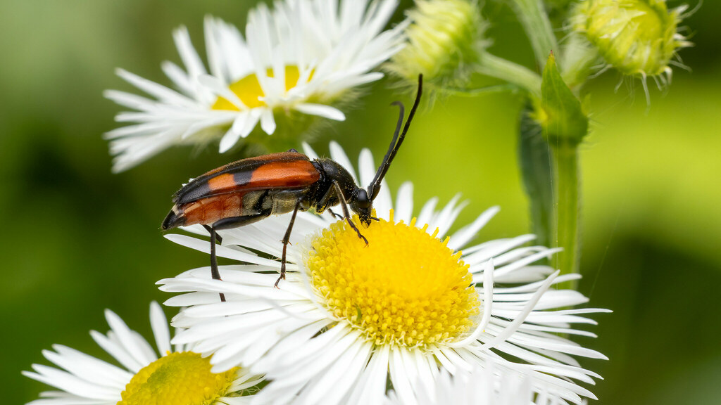 Cerambycidae Stenurella bifasciata