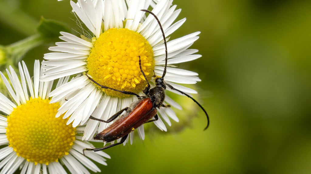 Cerambycidae Stenurella bifasciata