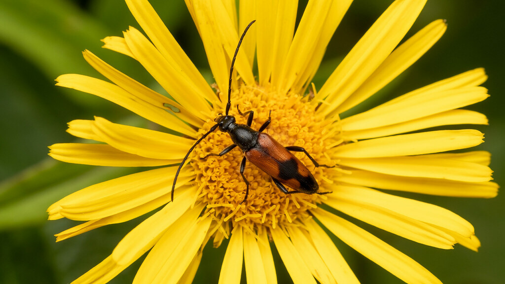 Cerambycidae Stenurella bifasciata