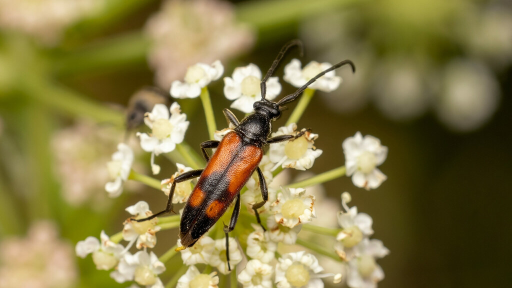 Cerambycidae Stenurella bifasciata