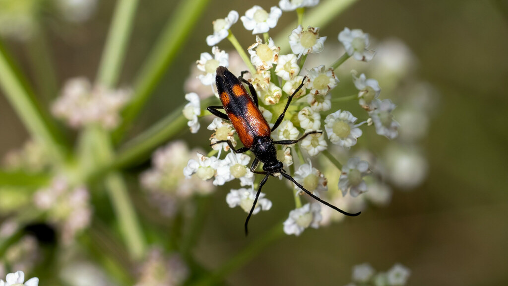 Cerambycidae Stenurella bifasciata