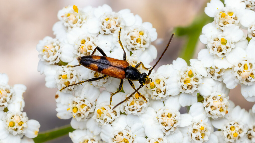 Cerambycidae Stenurella bifasciata