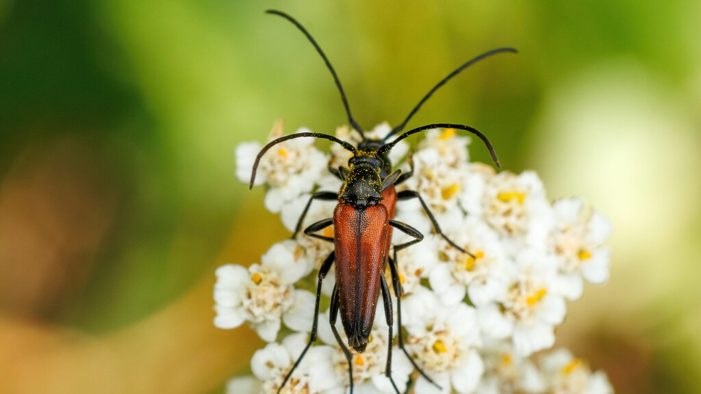 Cerambycidae Stenurella bifasciata