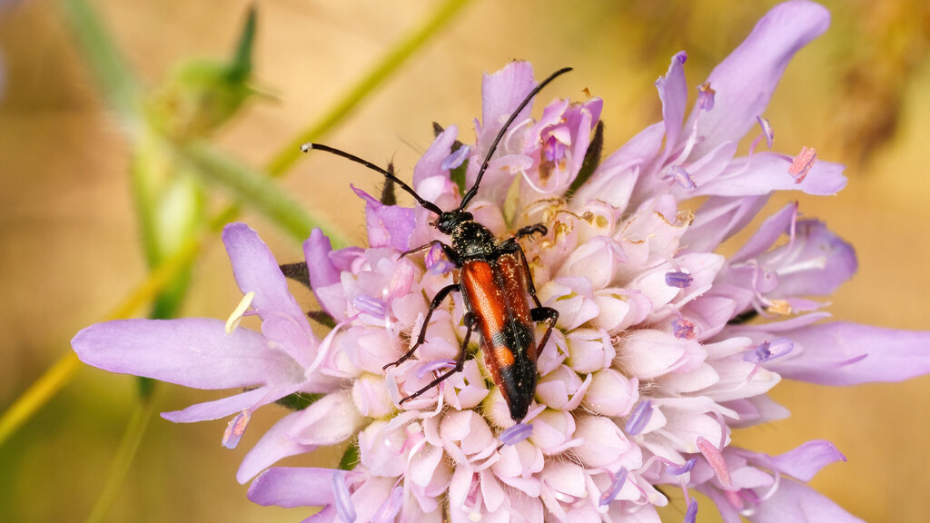 Cerambycidae Stenurella bifasciata