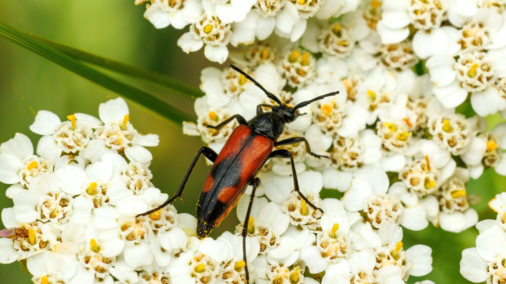 Cerambycidae Stenurella bifasciata