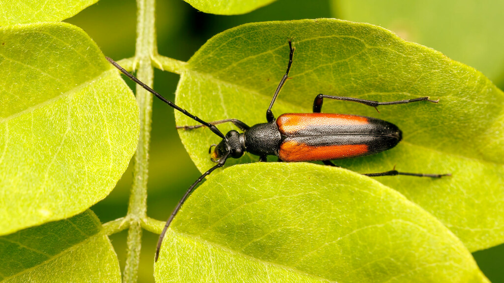Cerambycidae Stenurella melanura