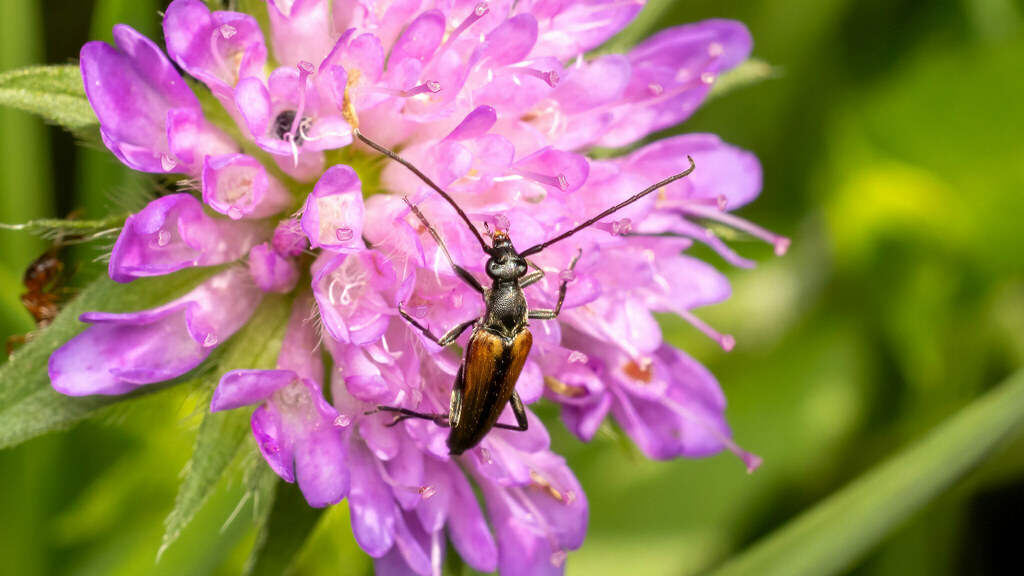 Cerambycidae Stenurella melanura