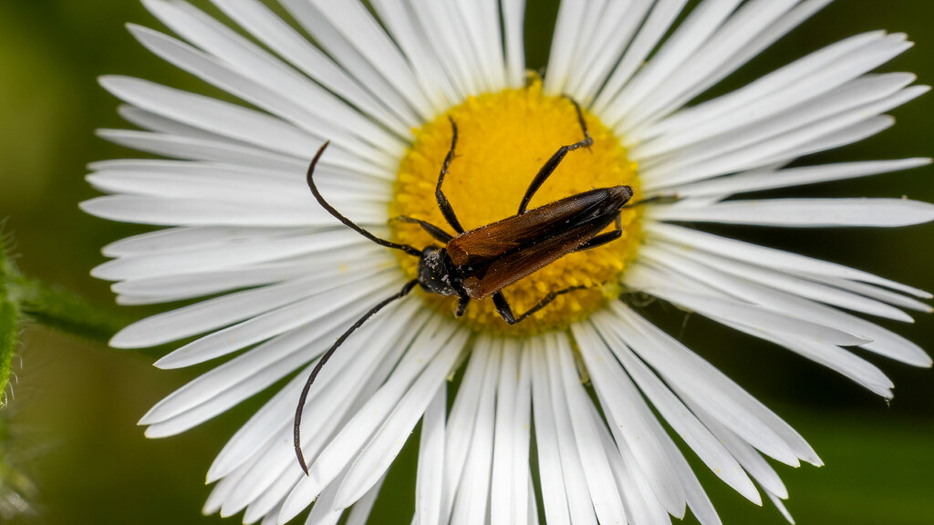 Cerambycidae Stenurella melanura