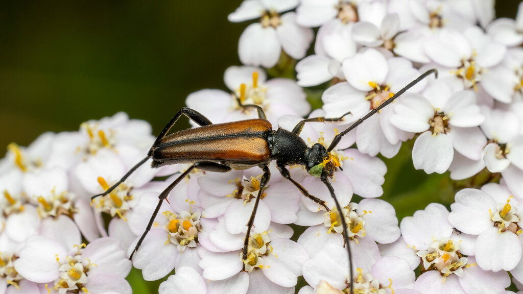 Cerambycidae Stenurella melanura