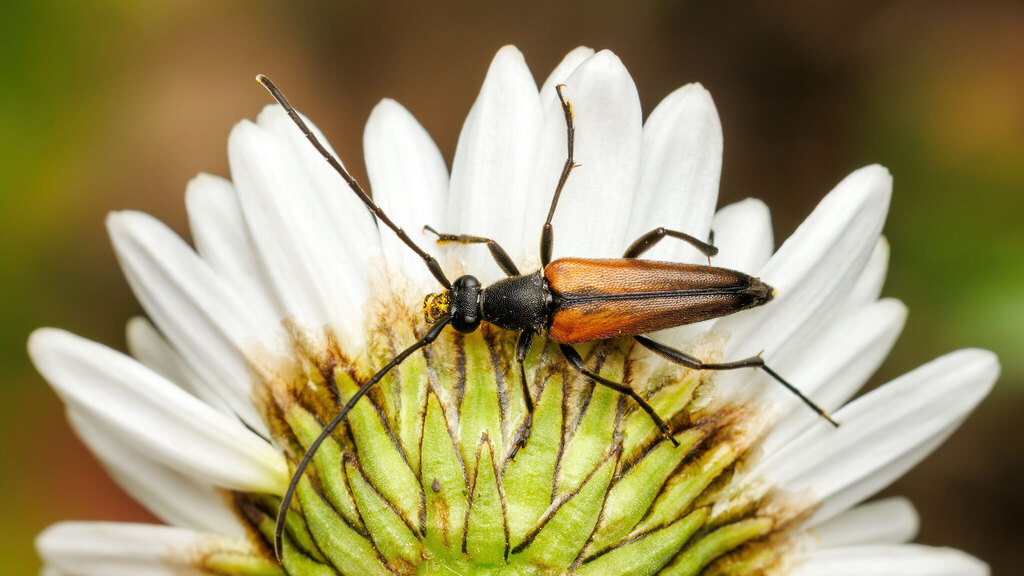 Cerambycidae Stenurella melanura