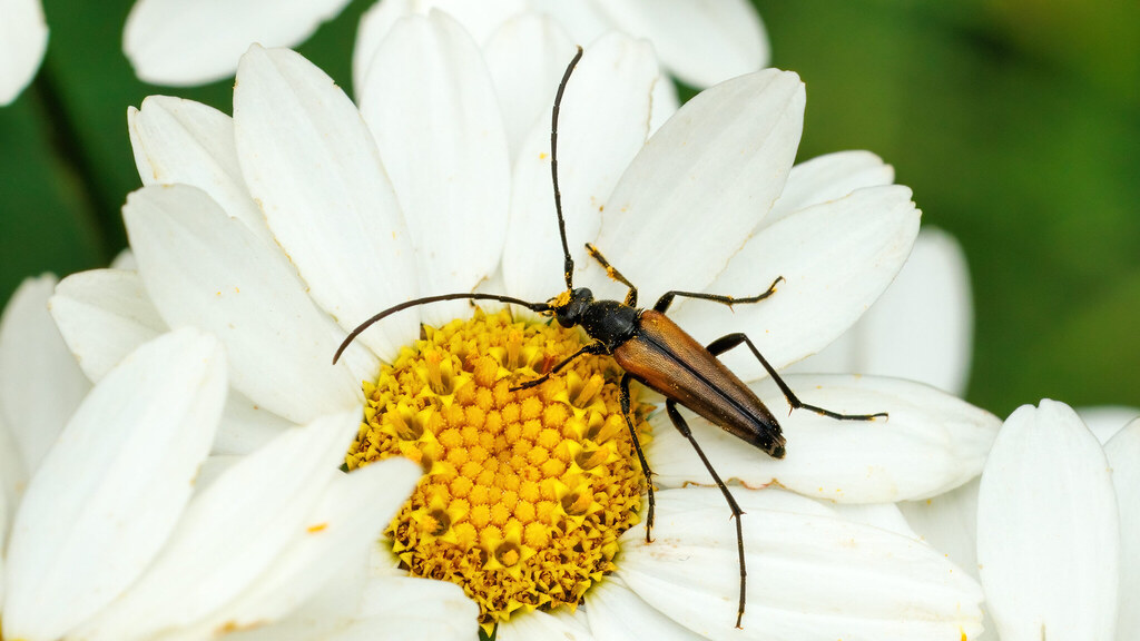 Cerambycidae Stenurella melanura